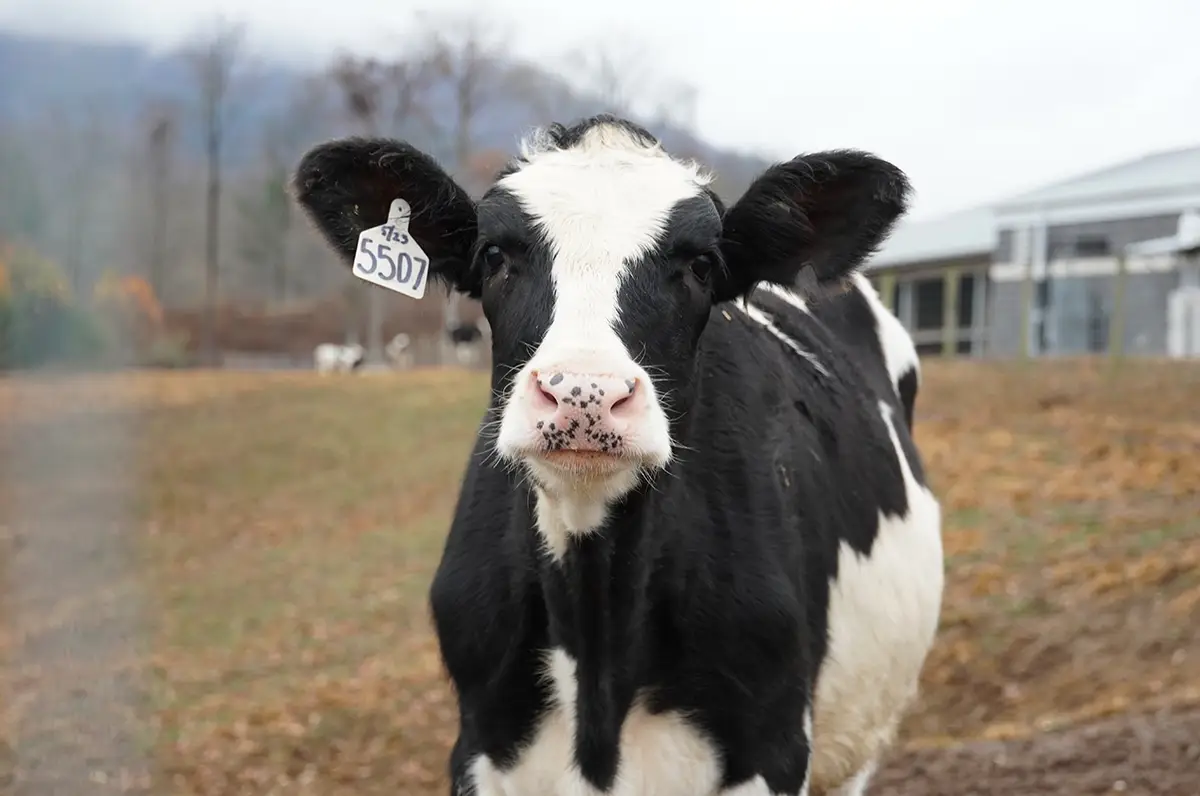 Photo of a black and white cow with a tag on her ear