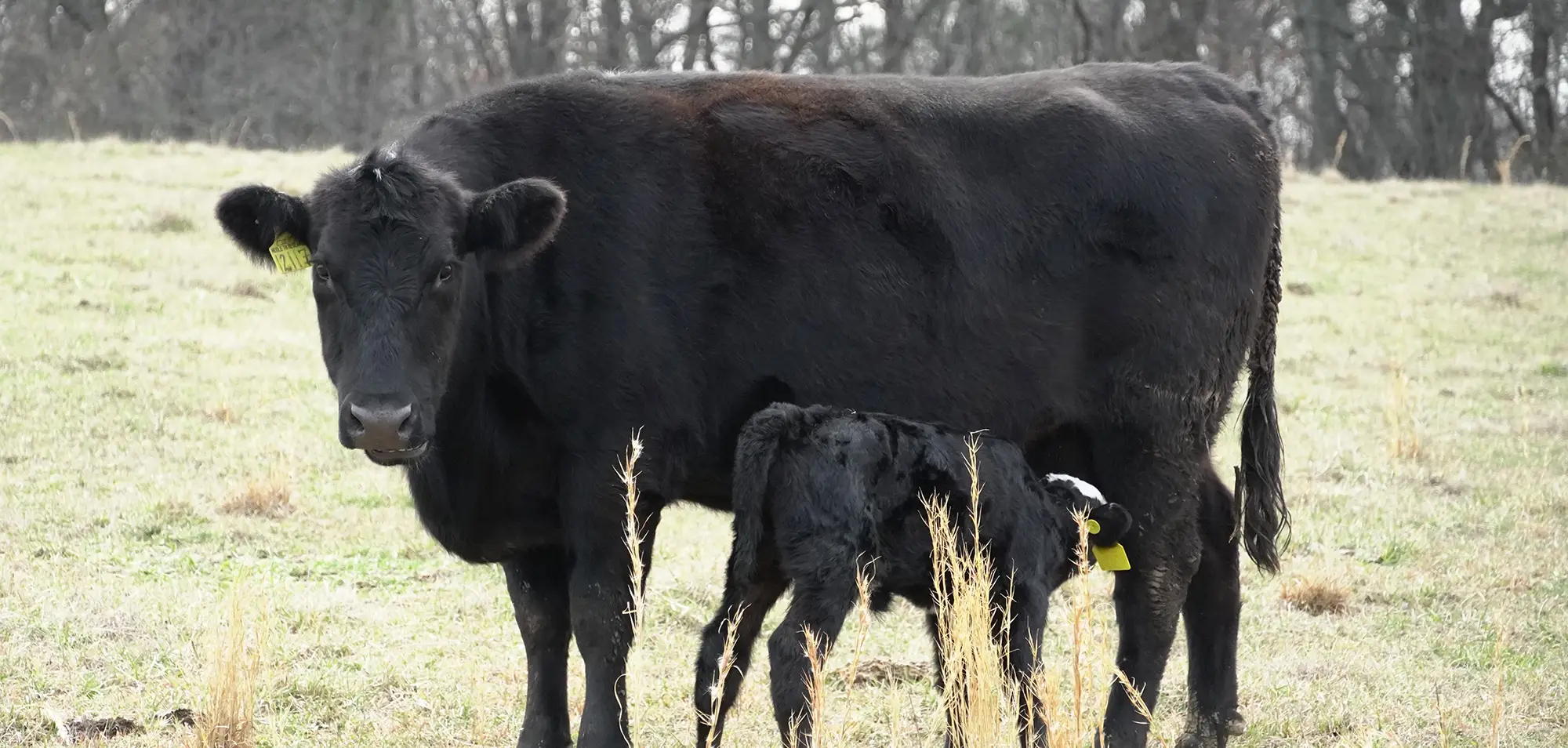An angus cow with her calf in a pasture