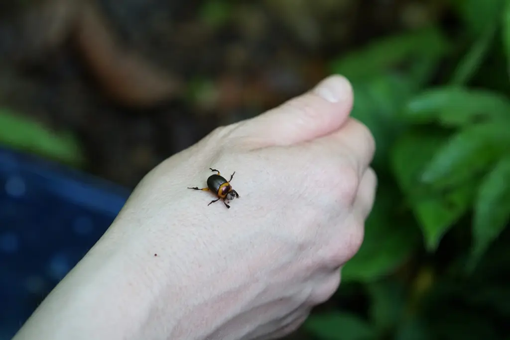 A beetle on a person's hand