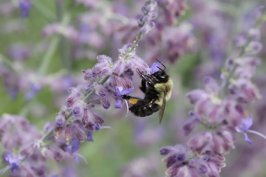 A close up photo bumblebee on a purple flower