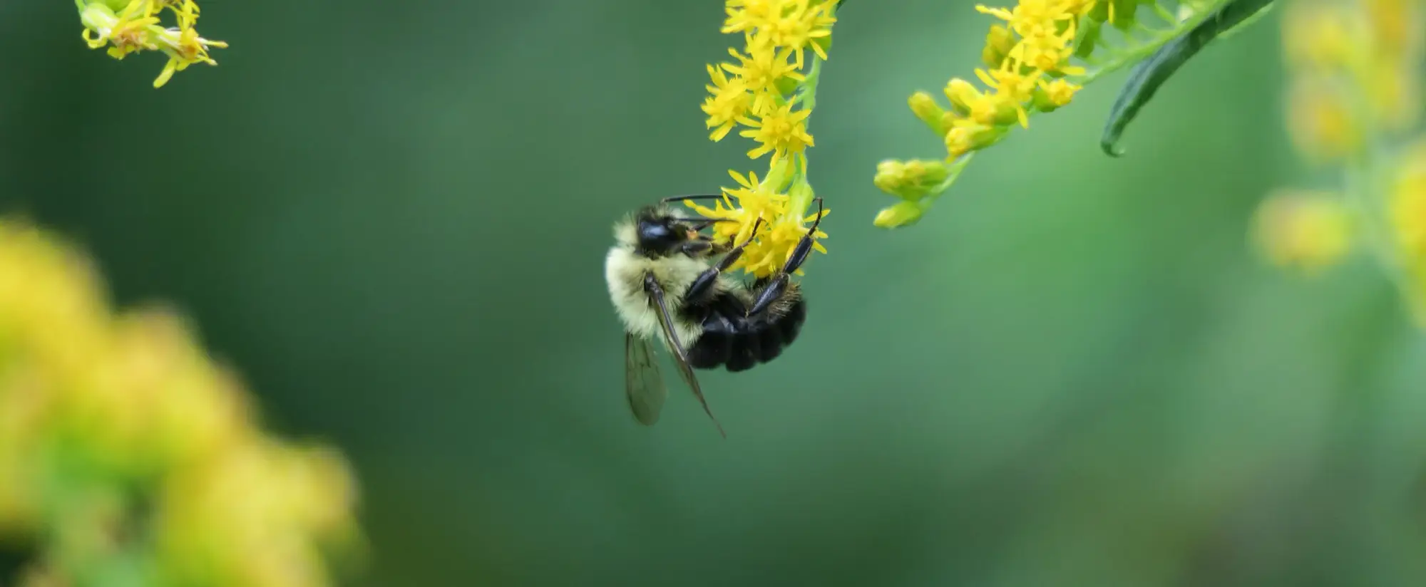 A bumblebee on a yellow flower