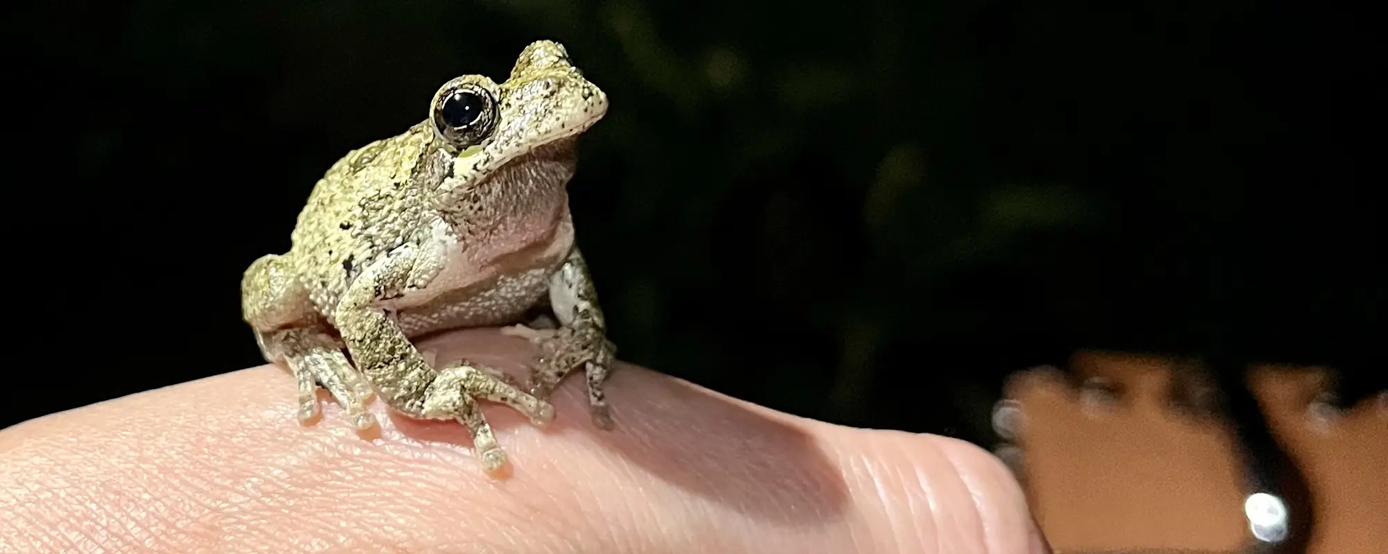 Photo of a treefrog on a person's hand