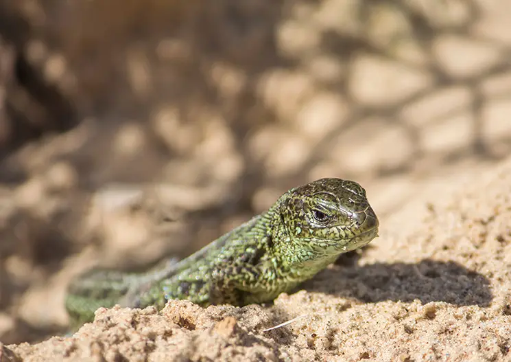 A green lizard in the sand