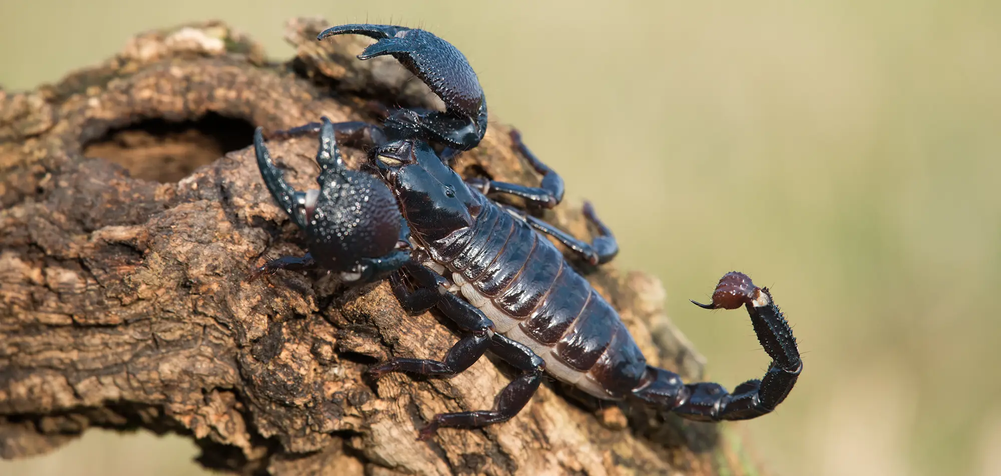 A black scorpion on a piece of gnarled wood